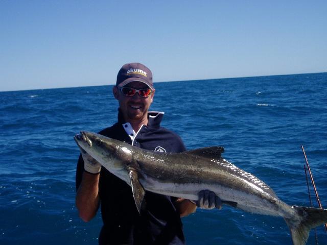 Raja Cobia